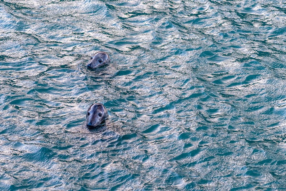 3 sea lions on water