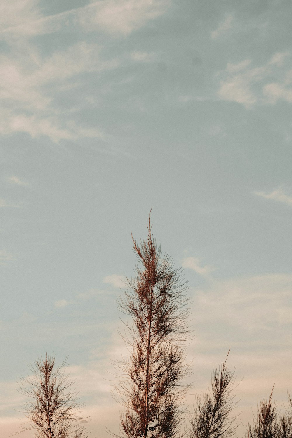 leafless tree under blue sky