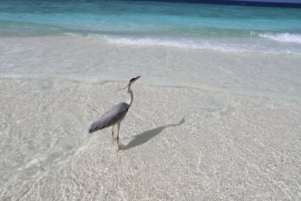 grey and white bird on beach during daytime