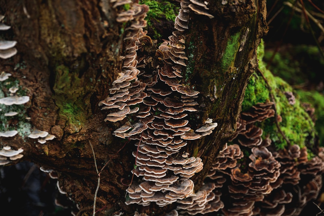 brown mushroom on brown tree trunk