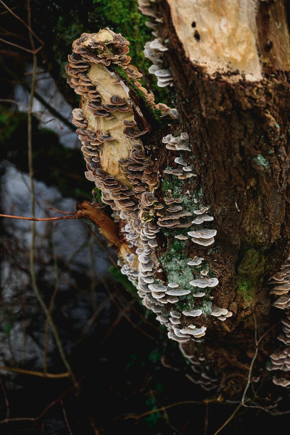 brown and white mushroom on brown tree trunk