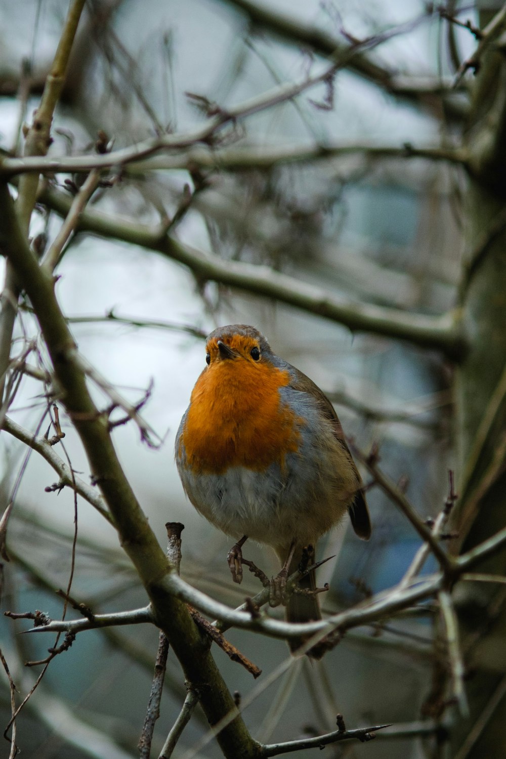 orange and white bird on tree branch