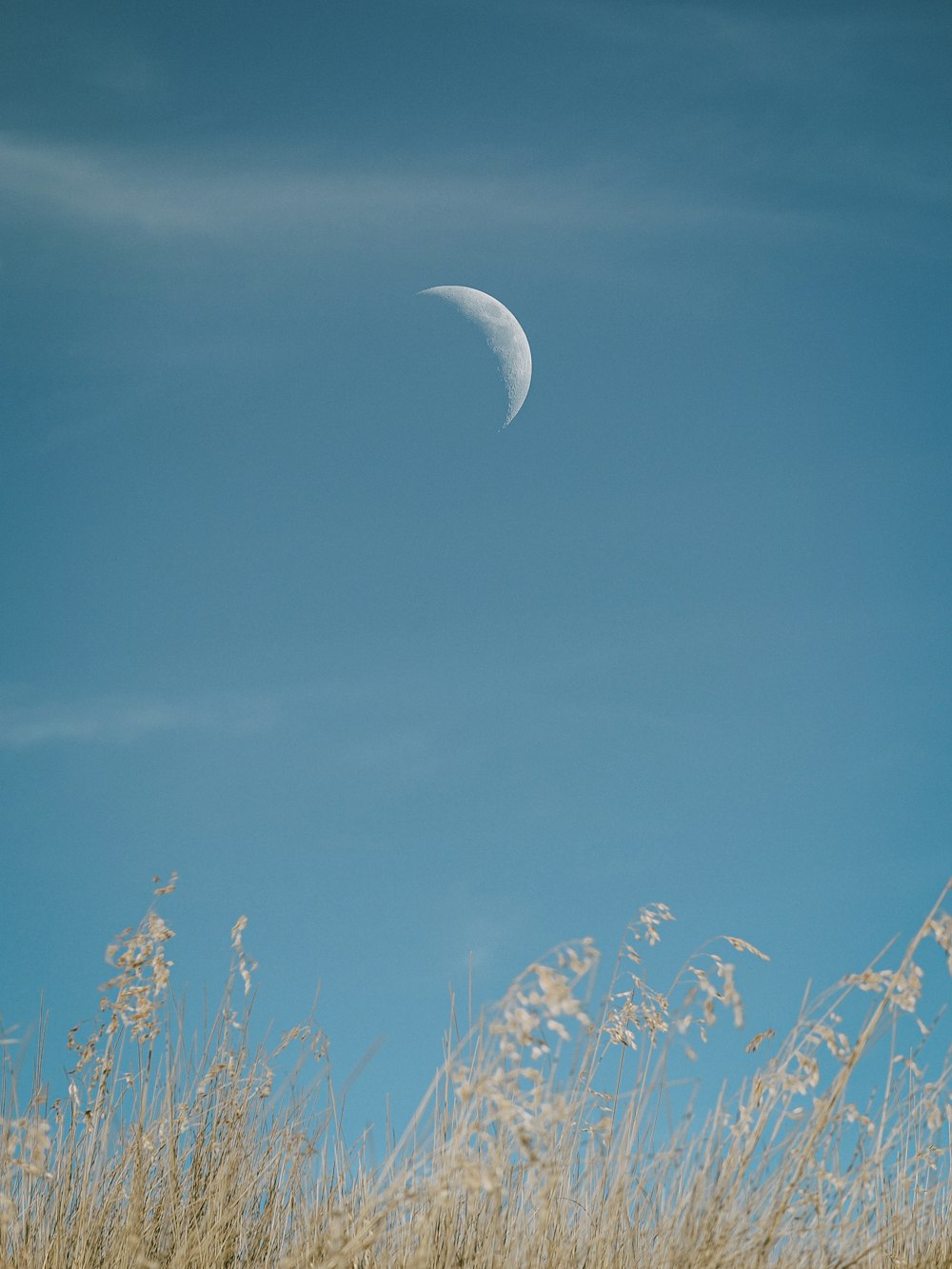 white bird flying on sky during daytime