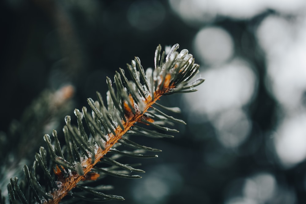 green plant in tilt shift lens