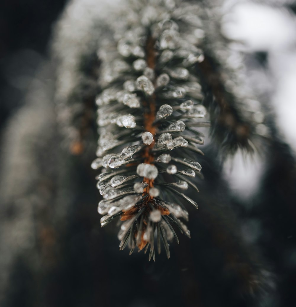 neige blanche sur une branche d’arbre brune