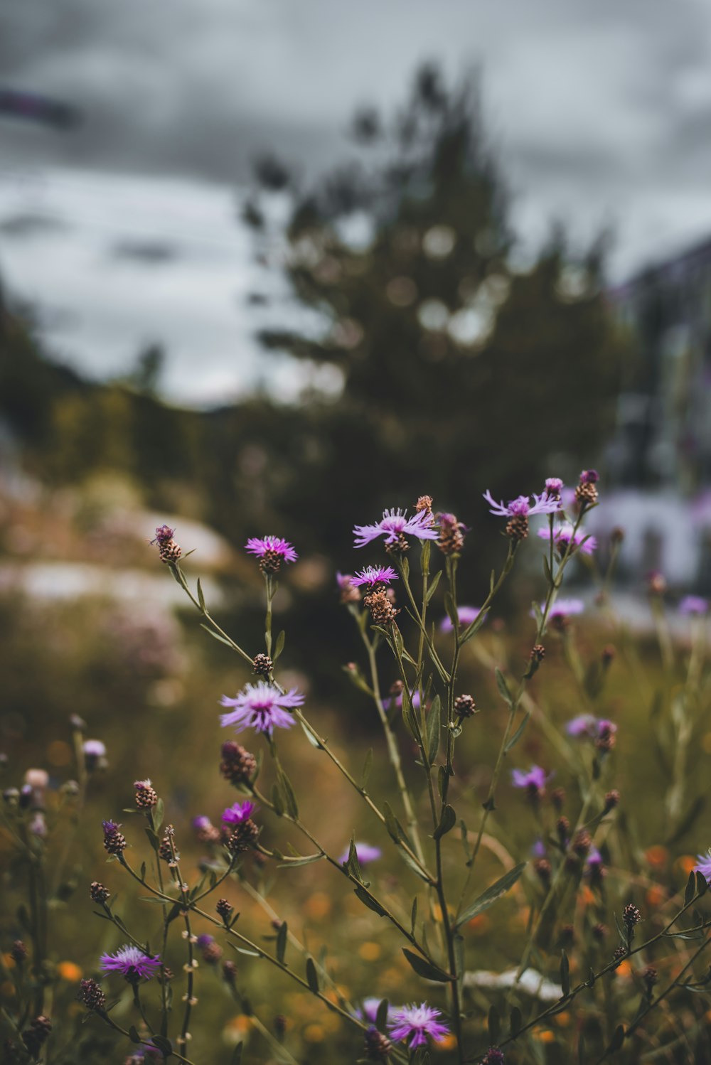 purple flowers in tilt shift lens