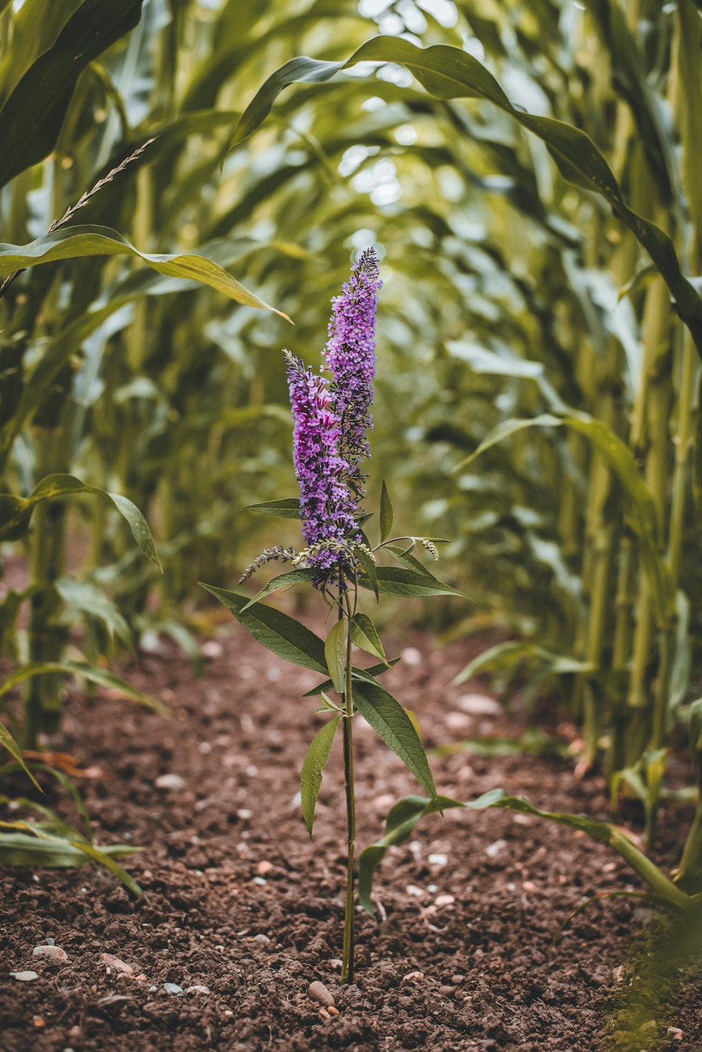 purple flower on green grass during daytime