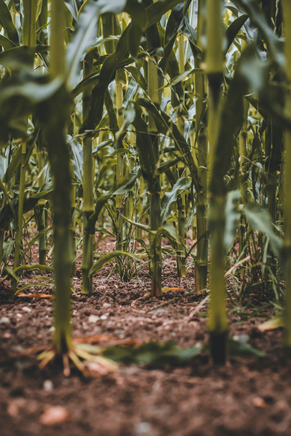 green corn plants on brown soil