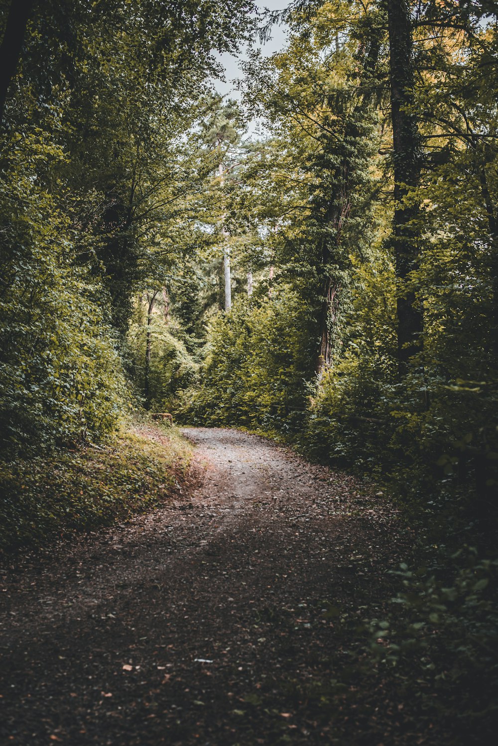 green trees on the forest during daytime