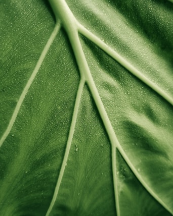 green leaf in close up photography