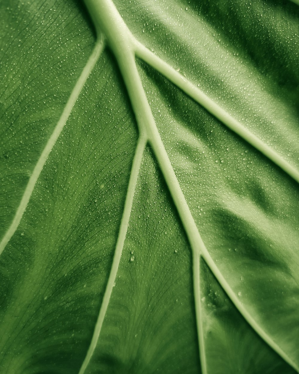 Hoja verde en la fotografía de primer plano