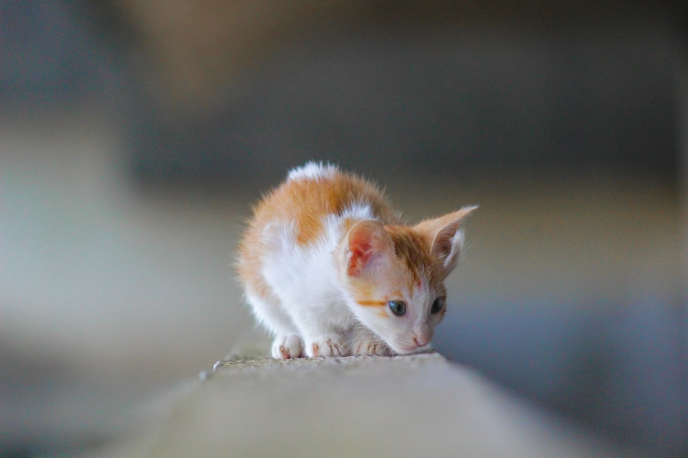 orange and white cat on brown wooden table