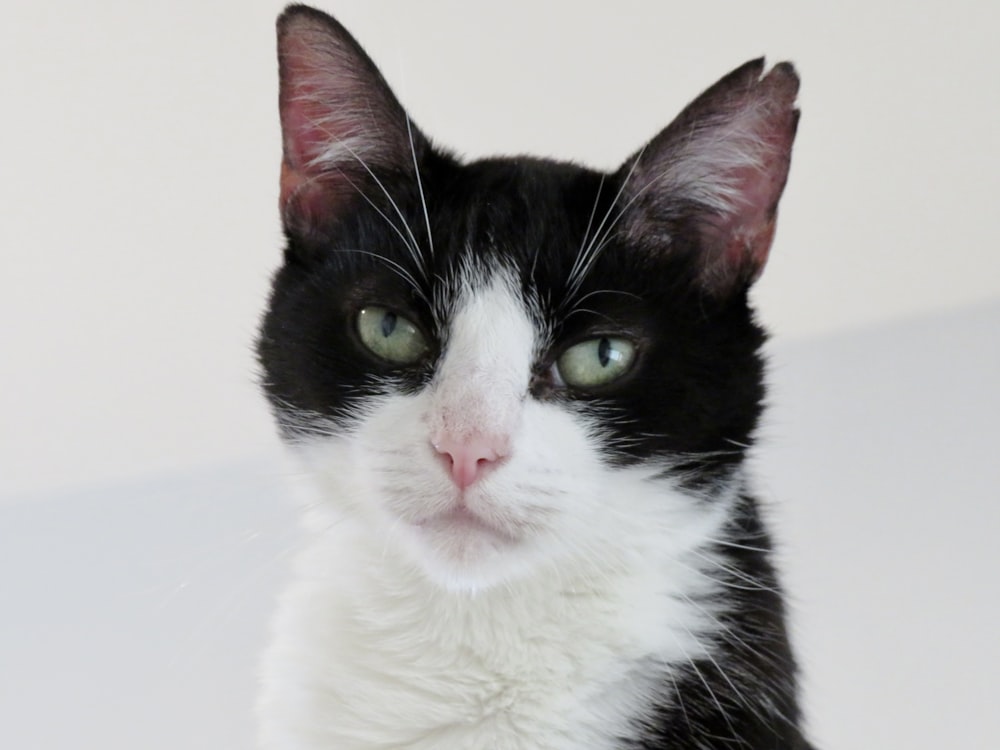 tuxedo cat on white table