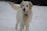 A light-colored dog standing in a snowy landscape with its tail slightly raised. Its fur is coated with bits of snow, and it wears a collar with a pink tag. The background is blurred, emphasizing the dog as the focal point.