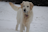 A light-colored dog standing in a snowy landscape with its tail slightly raised. Its fur is coated with bits of snow, and it wears a collar with a pink tag. The background is blurred, emphasizing the dog as the focal point.