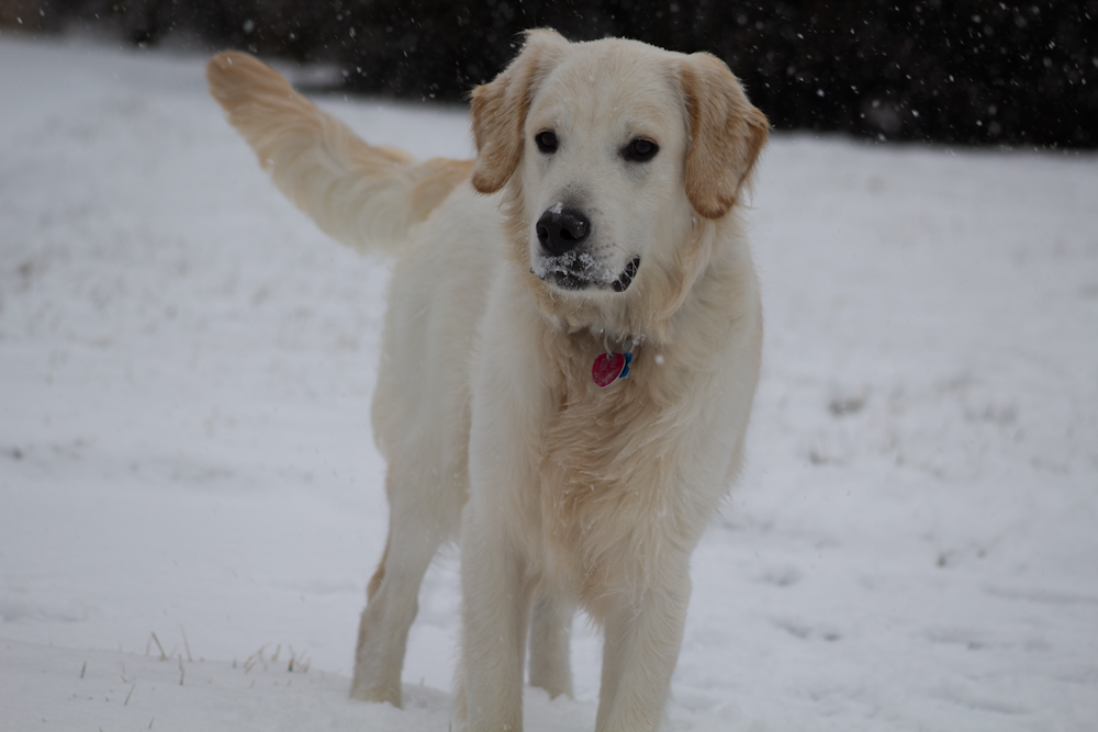 yellow labrador retriever on snow covered ground during daytime