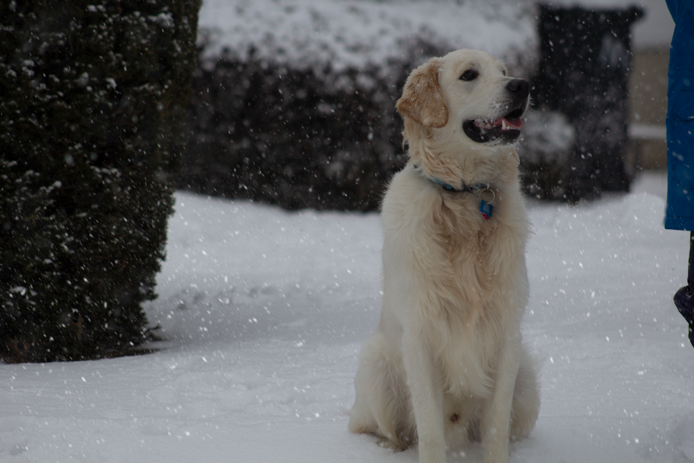 white short coated dog on snow covered ground