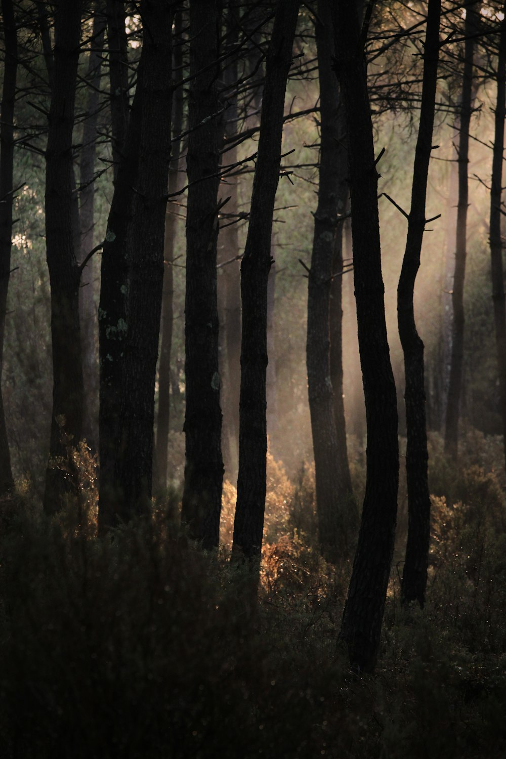 brown trees on forest during daytime