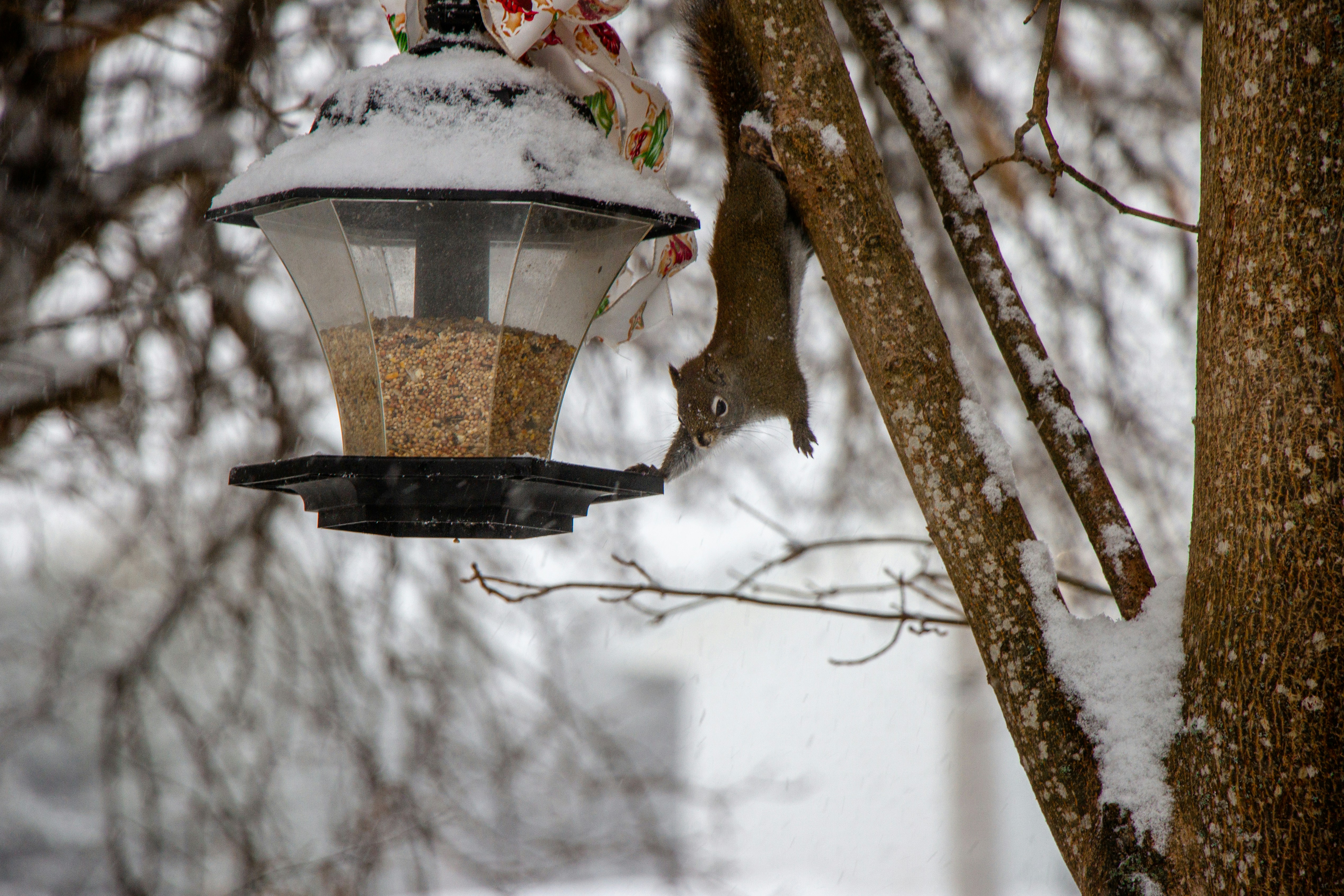 bird on tree branch during daytime