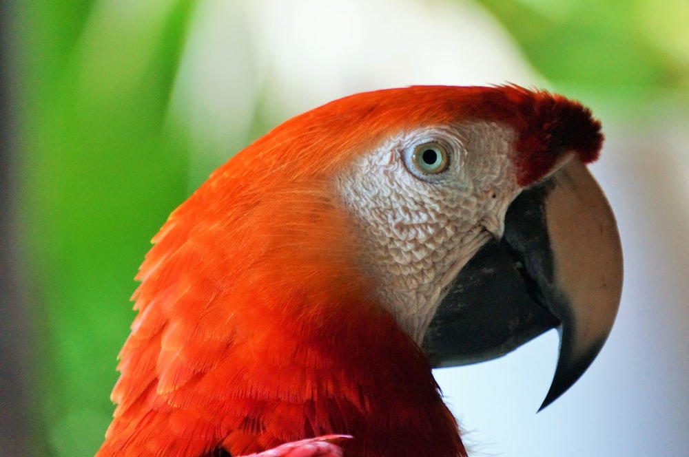 red and white bird on tree branch