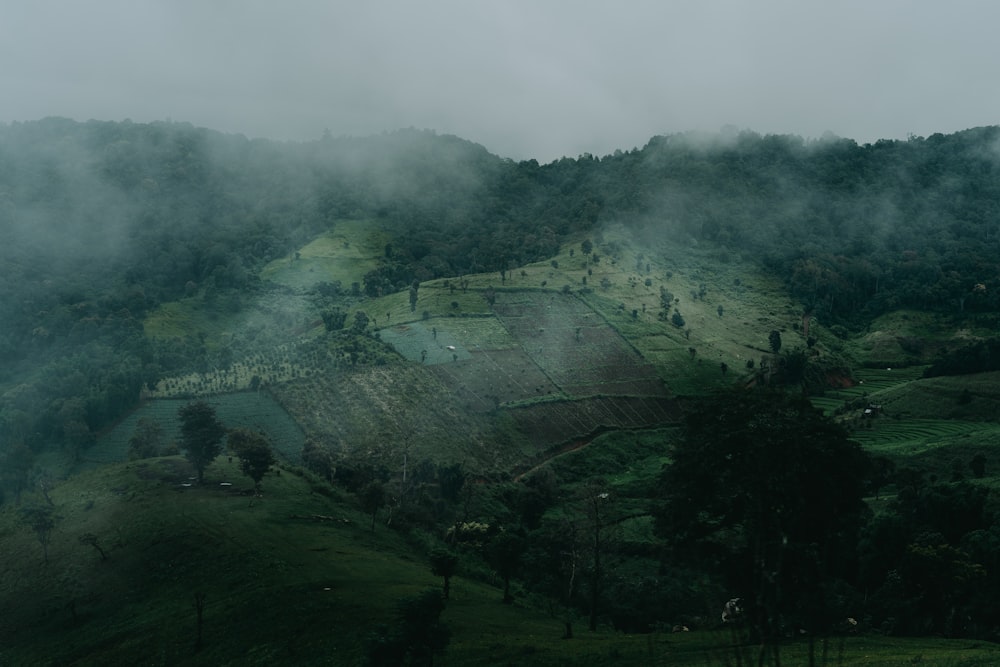 green grass field covered with fog