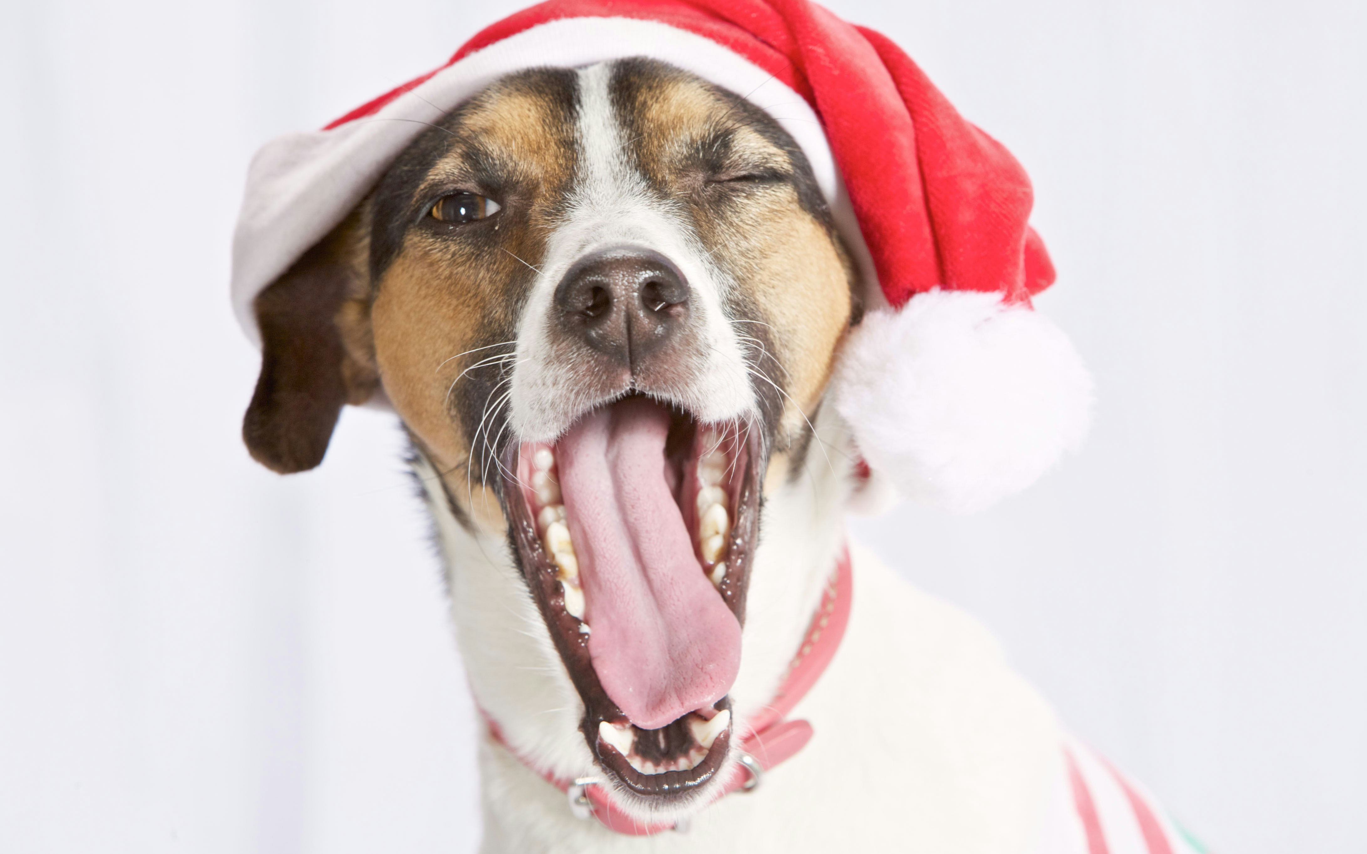 white and brown short coated dog wearing santa hat