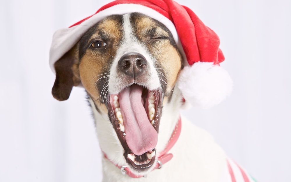 white and brown short coated dog wearing santa hat