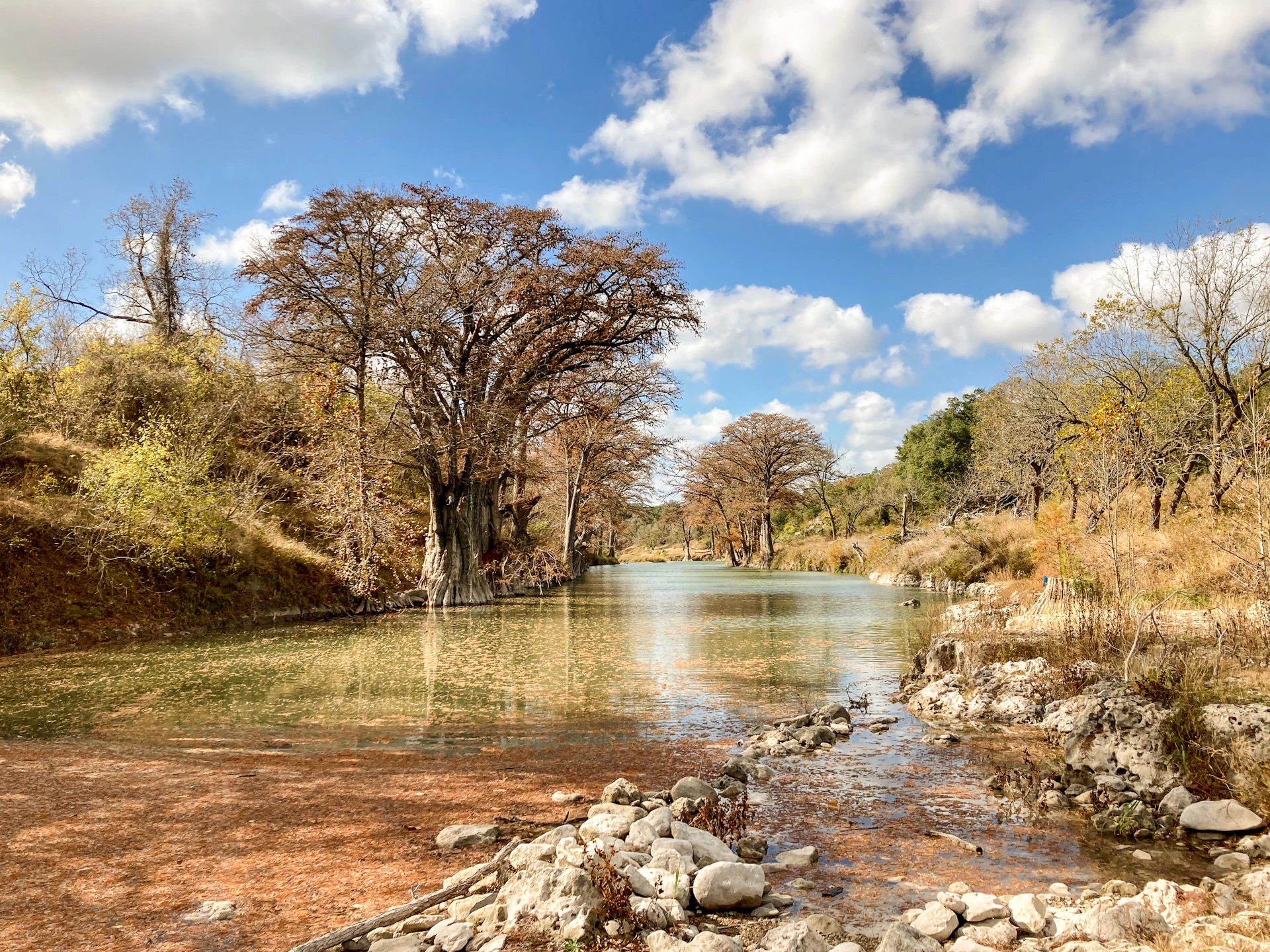 brown trees beside river under blue sky during daytime