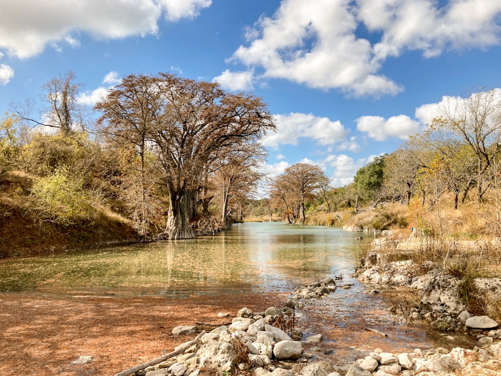 brown trees beside river under blue sky during daytime