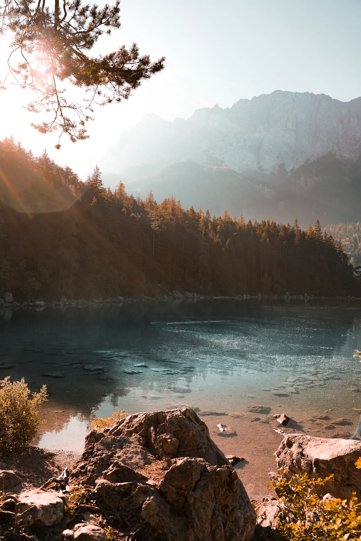Green trees along the edge of calm water