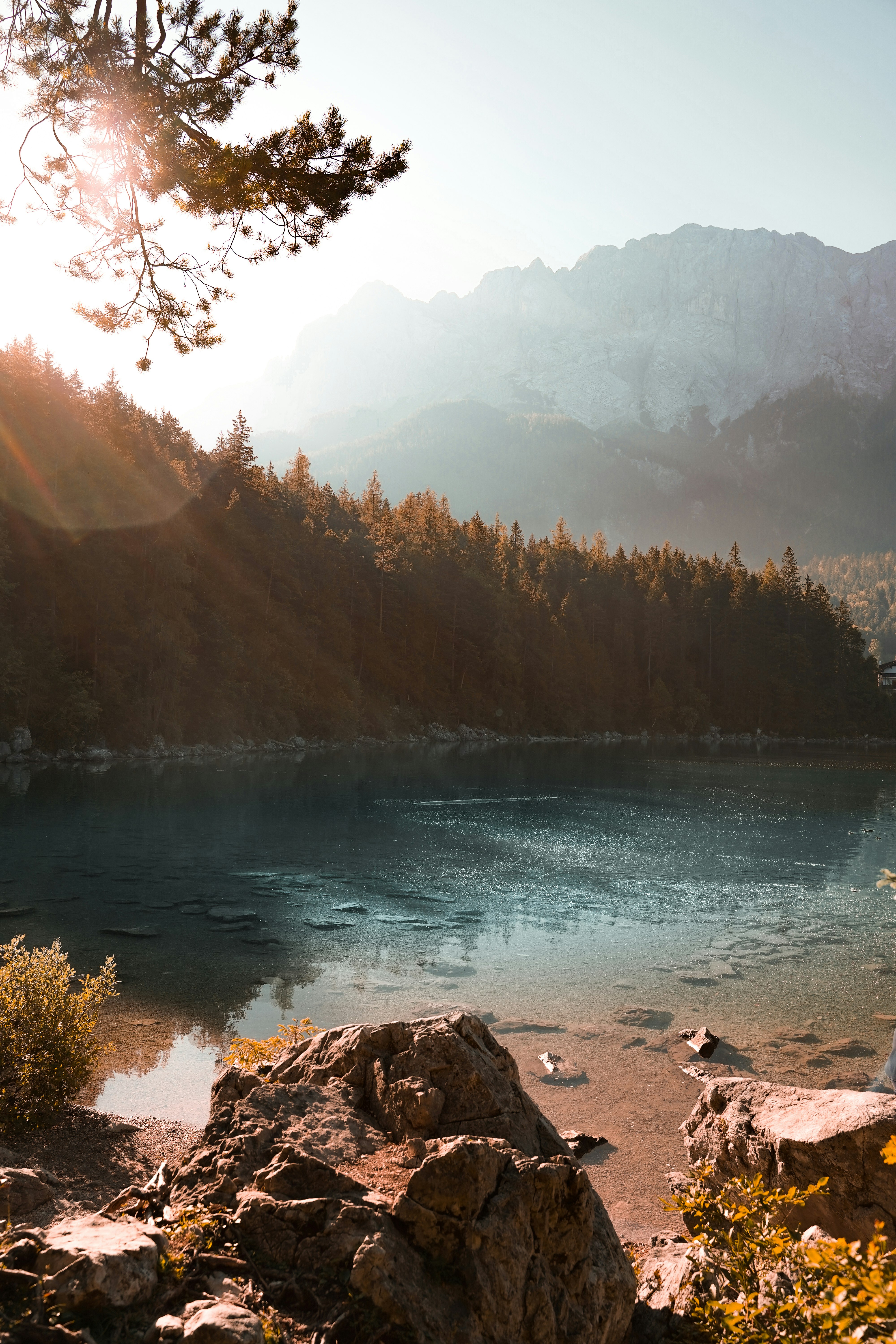 green trees near body of water during daytime