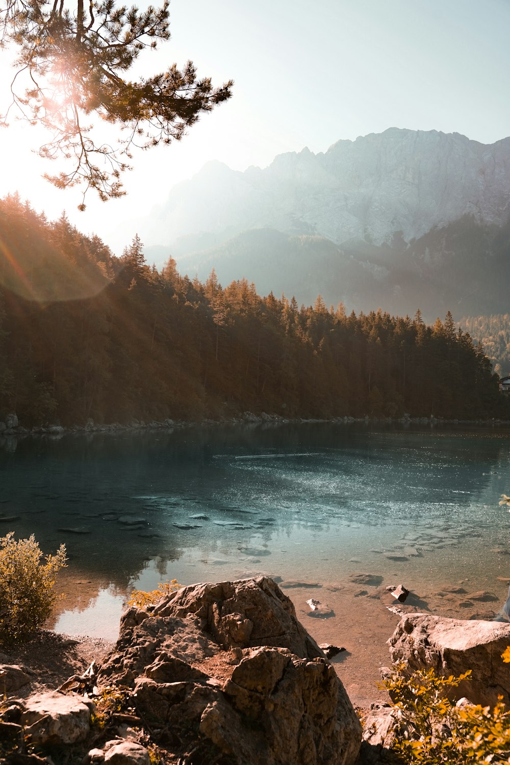 green trees near body of water during daytime