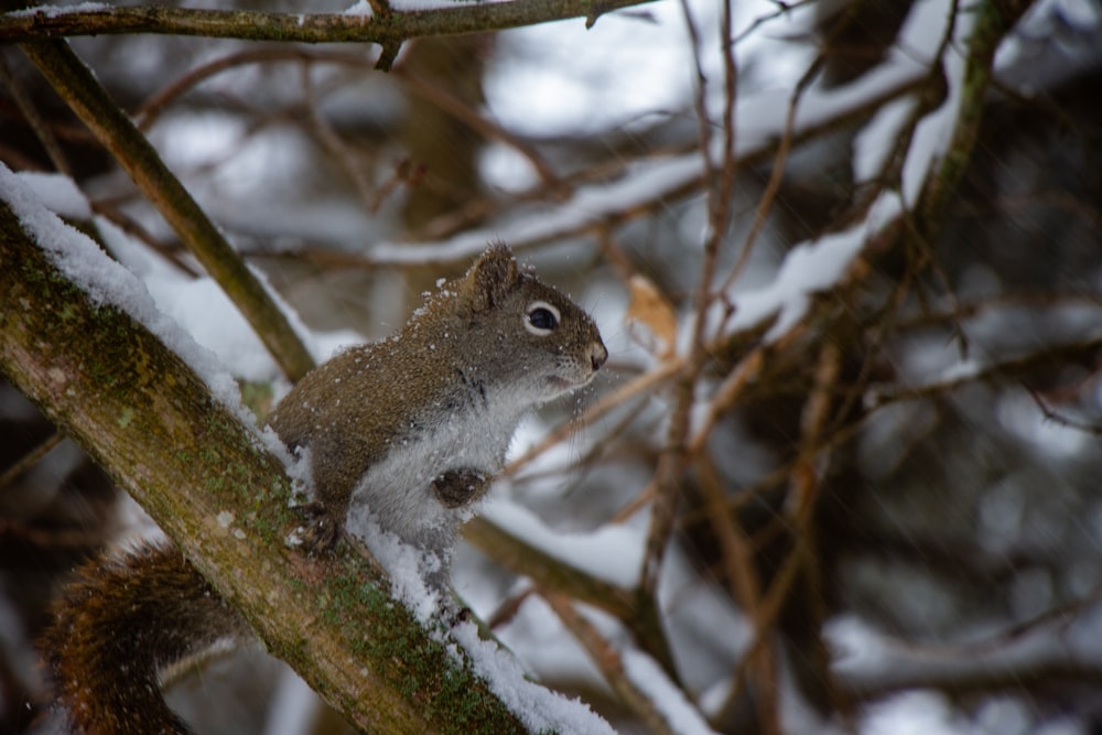 gray squirrel on brown tree branch during daytime