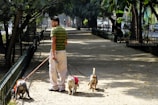 Group of volunteers walking dogs in a green park