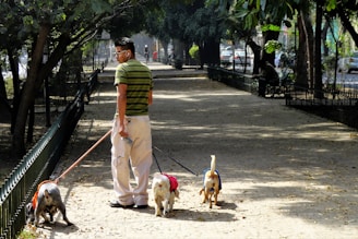 A person wearing a striped green shirt, white pants, and sunglasses is walking three dogs on leashes in a park. The park path is lined with trees, creating a shaded area. In the background, there are a few people walking and cars are visible through the trees along a nearby road.