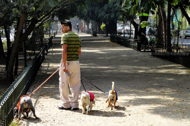 A person wearing a striped green shirt, white pants, and sunglasses is walking three dogs on leashes in a park. The park path is lined with trees, creating a shaded area. In the background, there are a few people walking and cars are visible through the trees along a nearby road.