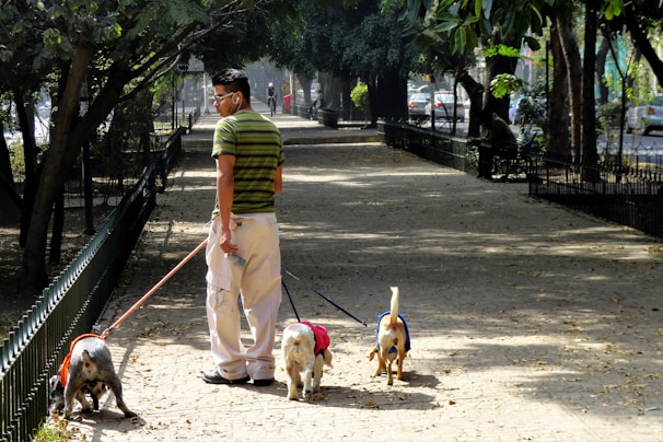 A person wearing a striped green shirt, white pants, and sunglasses is walking three dogs on leashes in a park. The park path is lined with trees, creating a shaded area. In the background, there are a few people walking and cars are visible through the trees along a nearby road.