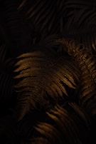 Dark and moody image featuring a close-up of fern leaves with a warm, low-key lighting. The leaves appear to be a rich brown color, creating a mysterious and atmospheric scene.