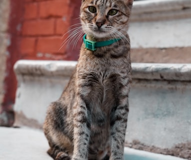 brown tabby cat with green collar