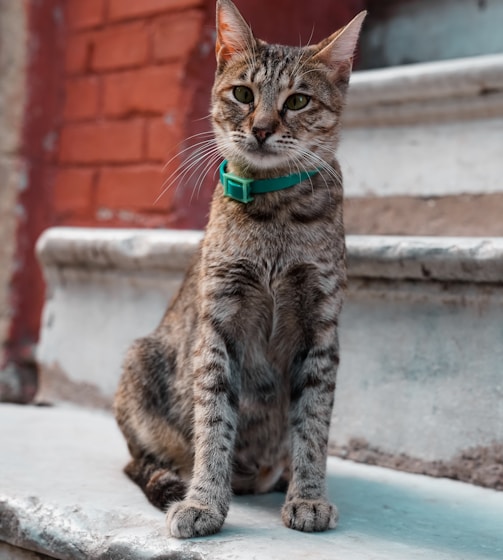 brown tabby cat with green collar