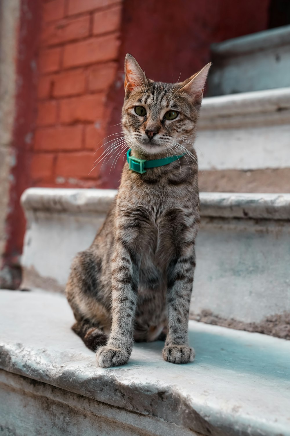 緑の首輪を持つ茶色のぶち猫