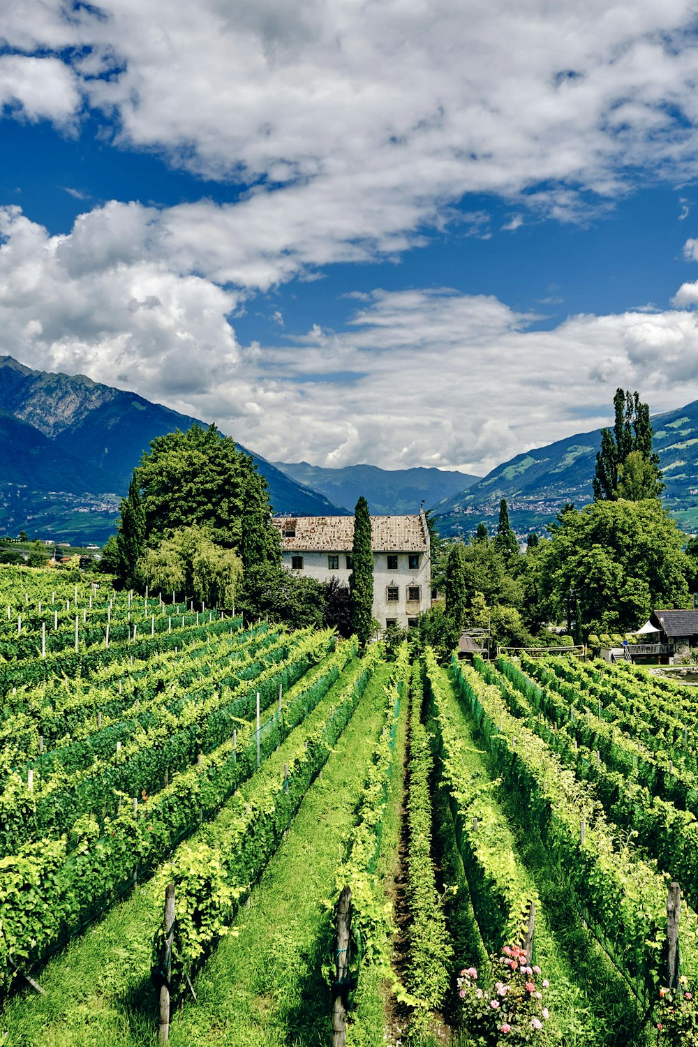 Grünes Grasfeld in der Nähe von grünen Bäumen und Bergen unter weißen Wolken und blauem Himmel während des Tages