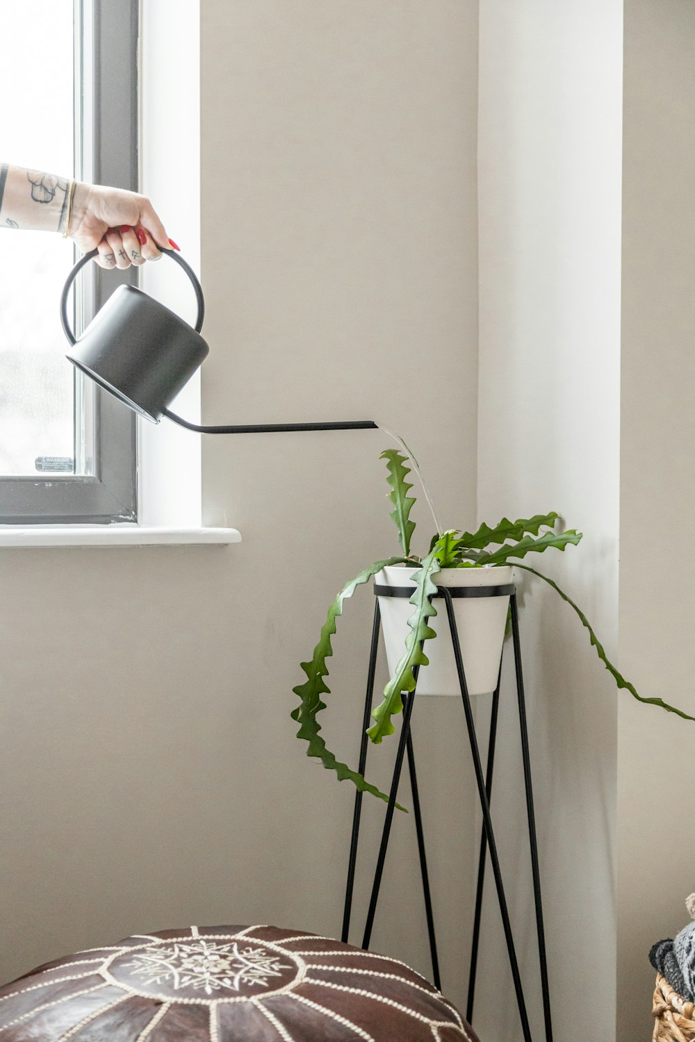 green plant on white pot