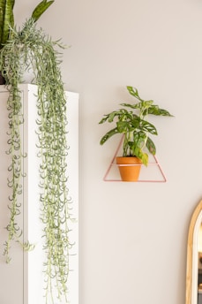 A minimalist interior setting features a white piece of furniture with a long, cascading green plant on top. On the wall, a small potted plant is placed in a triangular pink metal holder, and the edge of an oval mirror with a wooden frame is partially visible.