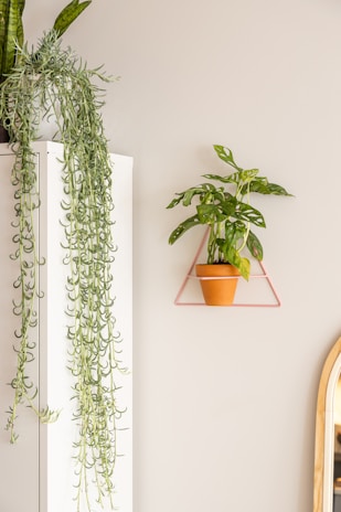 A minimalist interior setting features a white piece of furniture with a long, cascading green plant on top. On the wall, a small potted plant is placed in a triangular pink metal holder, and the edge of an oval mirror with a wooden frame is partially visible.