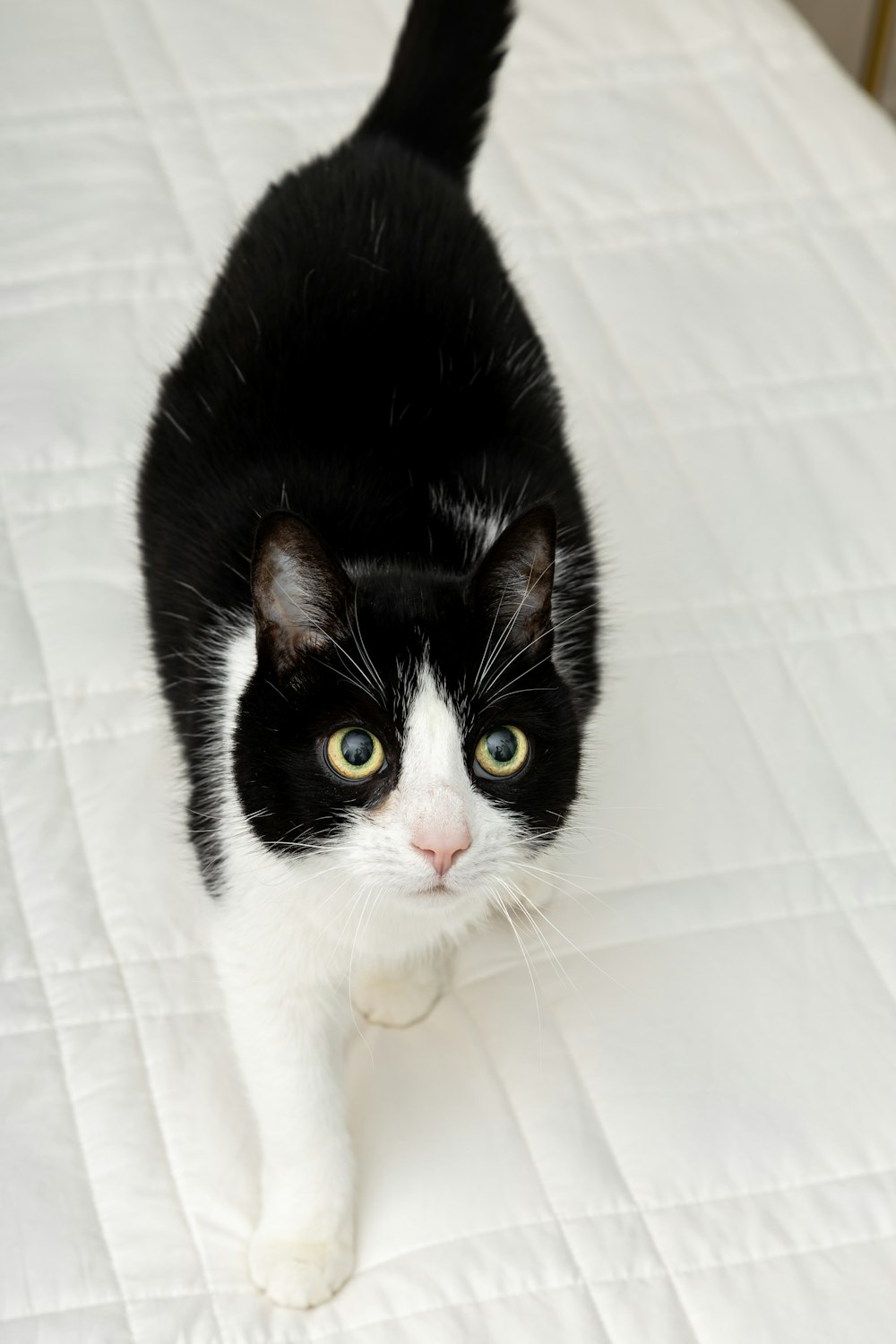 tuxedo cat lying on white textile