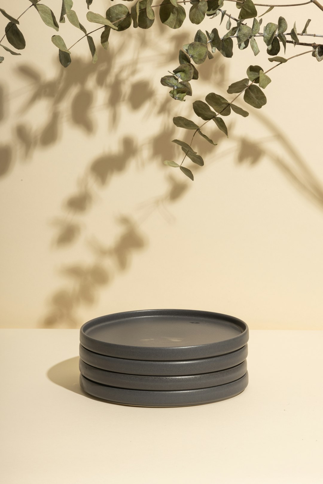  green plant on white ceramic pot plate