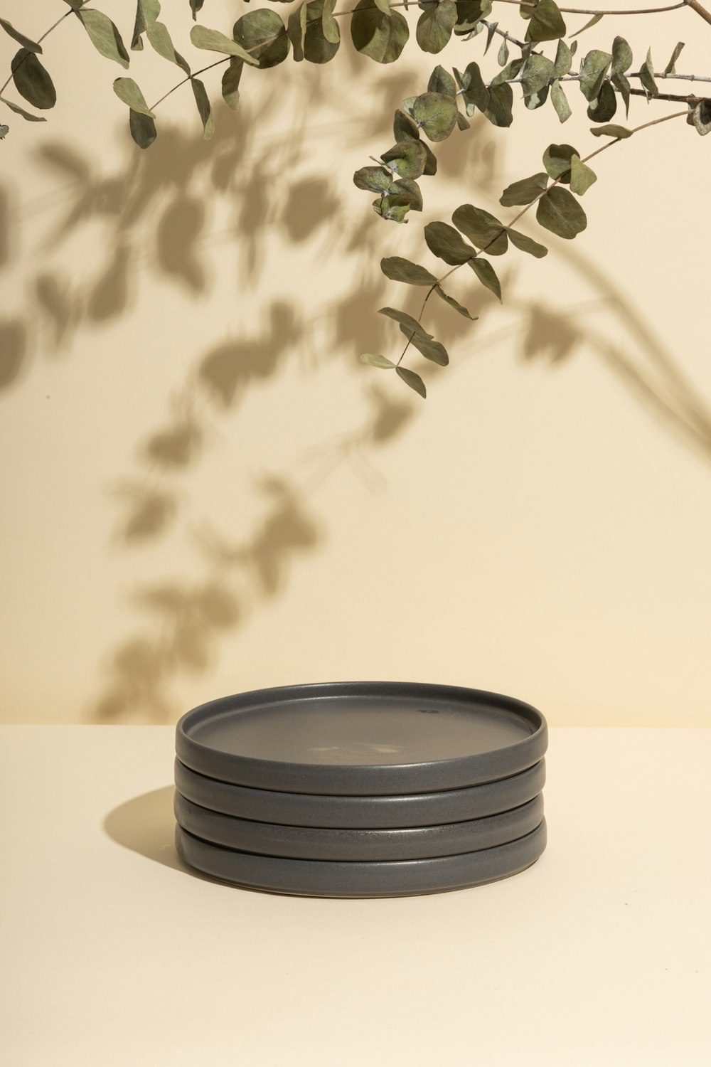 白い陶器の鉢に緑の植物