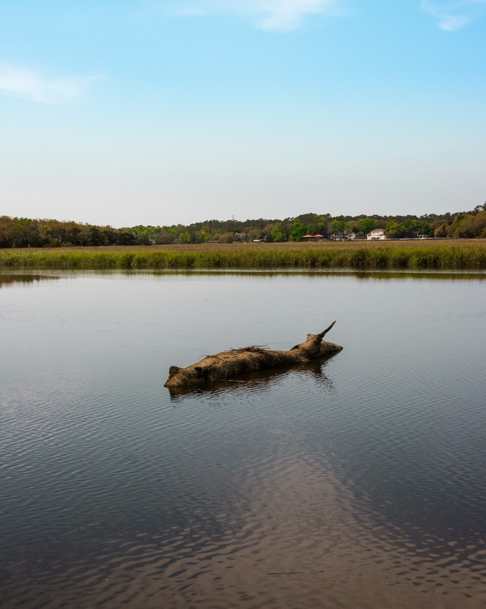 a dead tree in the middle of a lake