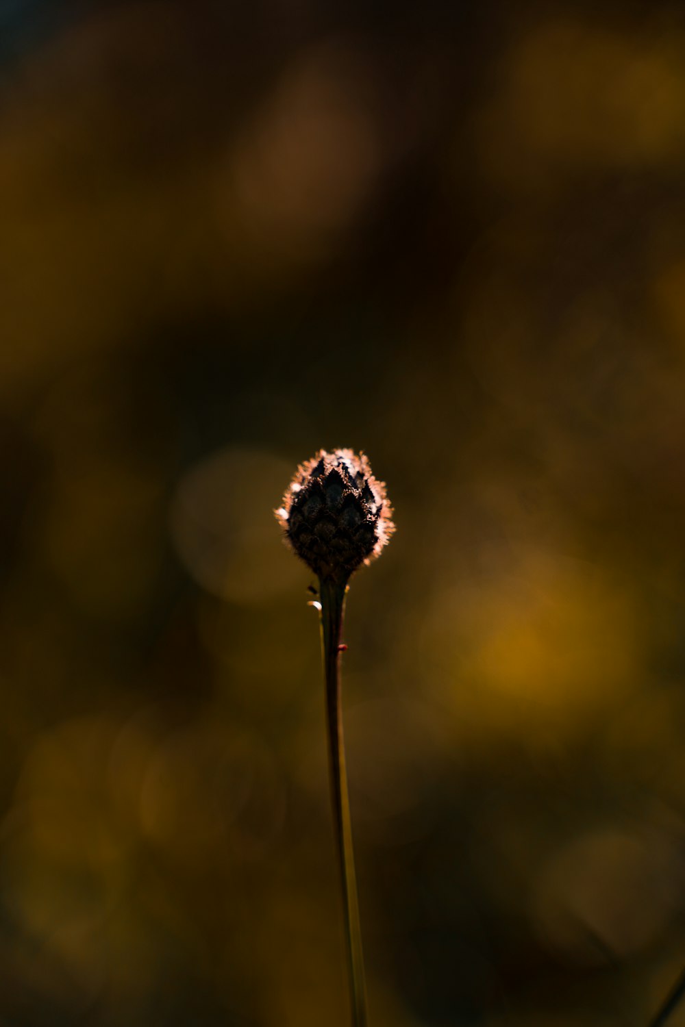 brown flower in tilt shift lens